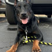 Beaucerons from Beaucerons d'Ourse Brulante
