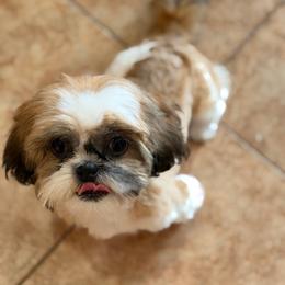 Millie - Red and white female Shih Tzu puppy in Oak Hills, California from High Desert  Shih Tzu