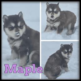 Maple - Red and white female Siberian Husky puppy in Wheeler, Michigan from Haase Family Kennels