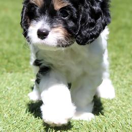 Cavalier King Charles Spaniel, Cavapoo, Havanese, and Havapoo Puppies from Grayfinn House