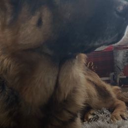 German Shepherds from Iron Paw