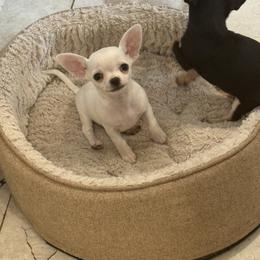 Chihuahua Puppies from Jolene's Chihuahuas
