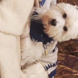 Charlie  - West Highland White Terrier