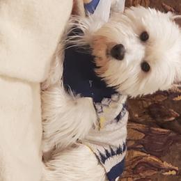 Charlie  - West Highland White Terrier