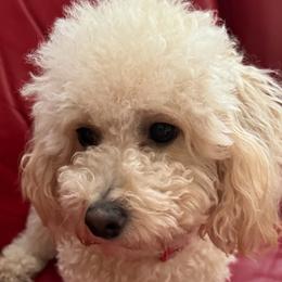 Millie - Poodle