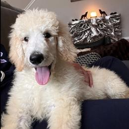 Goldendoodles from Cute Coyotes of Barrington Hills