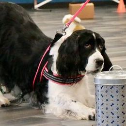 English Springer Spaniels from Patty's Springer Spaniels