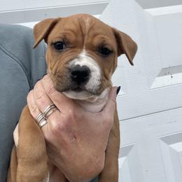 Cupid See Videos - Red female American Staffordshire Terrier puppy in Marietta, Georgia from Ambition Amstaffs