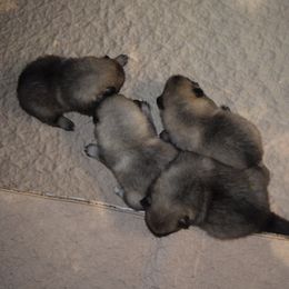 Boy 5 - Black and silver male Keeshond puppy in Fayetteville, Tennessee from Erbekees-Keeshonden