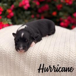 Hurricane - Black tri-color male Australian Shepherd puppy in Jena, Louisiana from Diamond 5 Aussies