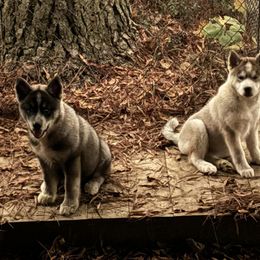 Siberian Husky Puppies from WILLIAM HUNDLEY