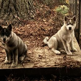 Siberian Husky Puppies from WILLIAM HUNDLEY