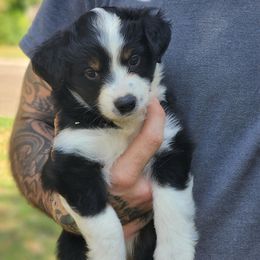 Miniature Australian Shepherds from Hidden Leaf Aussies