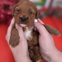 Nick - Red  male Goldendoodle puppy in Decatur, Tennessee from Diamond's Doodles