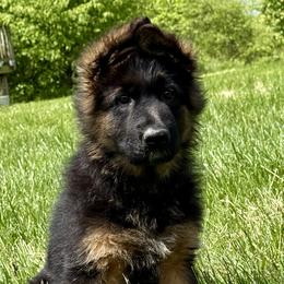 Roxie - Black and red female German Shepherd puppy in Johnstown, Ohio from Vom Haus Neufus