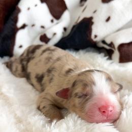 Australian Shepherd puppies from HomeGrown Aussies