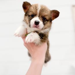 Robert - Green - Red male Pembroke Welsh Corgi puppy in Milan, Georgia from Williams’ Welsh Corgis LLC