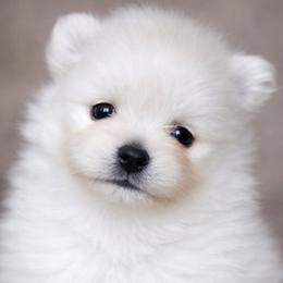Lucas - Cream male Pomeranian puppy in New Lenox, Illinois from Illinois Poms