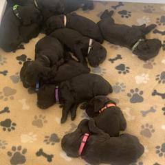 Boykin Spaniel Puppies from Five-Springs-Kennels
