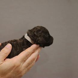 Labradoodle Puppies from SOLA Doodles