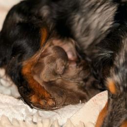 Chocolate Female - Chocolate and tan female Dachshund puppy in Medina, Ohio from STORIED DOXIES