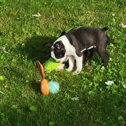 Boston Terrier Puppies from The Christian Bostons