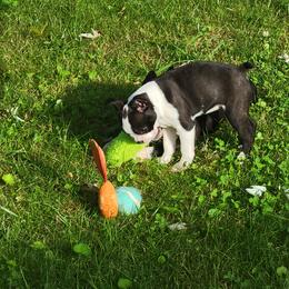Boston Terrier Puppies from The Christian Bostons