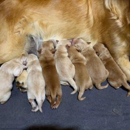 Female 2 - Golden female Golden Retriever puppy in Merrill, Michigan from Happy Tails Family Farm