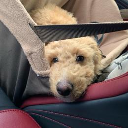 Goldendoodle Puppies from Lundee Doodles