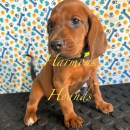 Yellow collar - Red female Redbone Coonhound puppy in Mount Pleasant, Texas from Harmons Hounds