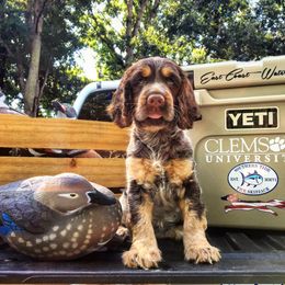 English Springer Spaniel Puppies from Roan Creek Kennels