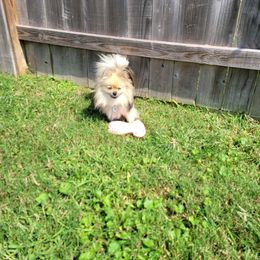 Pomeranian Puppies from Hemolele Poms
