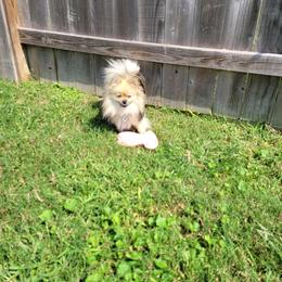 Pomeranian Puppies from Hemolele Poms