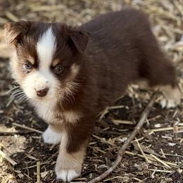 Solstice - Red tri male Miniature Australian Shepherd puppy in Patterson, North Carolina from DreamLine Aussies