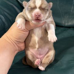 Girl 1 - Tri-color female Pomsky puppy in Aberdeen, Idaho from Willow Creek Cresteds