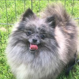 Care-Bear - Pomeranian