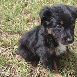 Girl 4 - Miniature Australian Shepherd puppy from Central Florida Shepherds