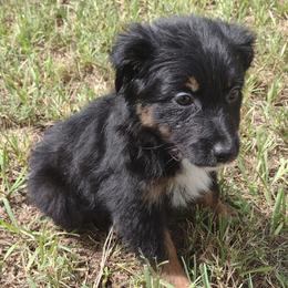 Girl 4 - Miniature Australian Shepherd puppy from Central Florida Shepherds