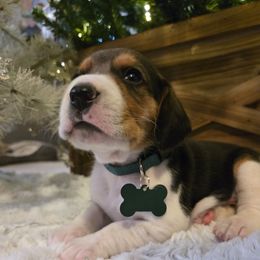 Comet - Black white and tan male Beagle puppy in Bethany, Missouri from Fox Creek Beagles