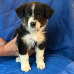 Muffin - Black tri-color female Australian Shepherd puppy in Monroe, North Carolina from Meekey Family Aussies