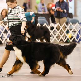 Bernese Mountain Dog All Grown Up from Carma Que’s Bernese Mountain Dogs