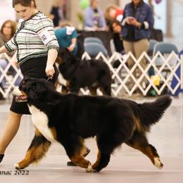 Bernese Mountain Dog All Grown Up from Carma Que’s Bernese Mountain Dogs