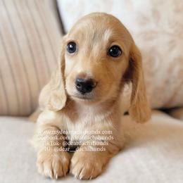 Chai - Cream female Dachshund puppy in Cape Coral, Florida from Dear Dachshunds
