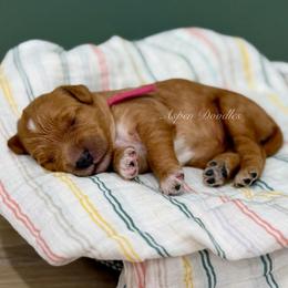 Pink collar BARBIE - Apricot female Goldendoodle puppy in Salem, Utah from Aspen Doodles