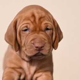 Dalmatians and Vizslas from Clíodhna Kennel