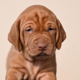 Dalmatians and Vizslas from Clíodhna Kennel