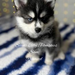 Sam the snowman - Gray and white male Pomsky puppy in Rossville, Georgia from Scenic City Pomskies