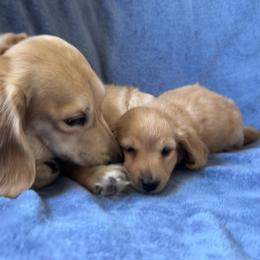 Dachshund Puppies from Zacha’s Doxie House