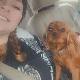Briar Rose - Cavalier King Charles Spaniel