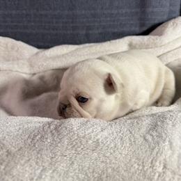 Girl 1 - Cream female French Bulldog puppy in Minco, Oklahoma from Findley’s Furbabies
